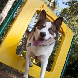 Dog Park Equipment