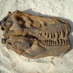 EAProd205100 Dino Dig